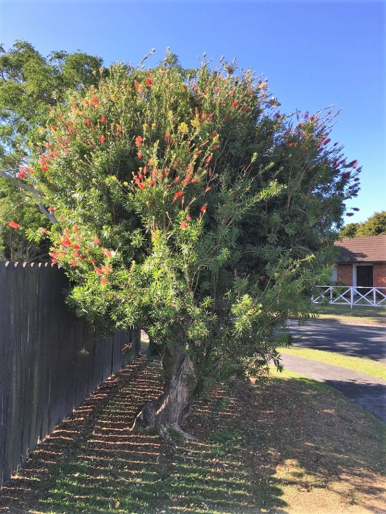 Callistemon Red Cluster Bottlebrush Black Bridge Nurseries