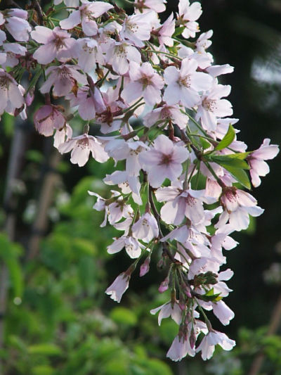 Prunus Yedoensis Awanui Awanui Cherry Black Bridge Nurseries