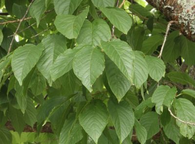 Prunus Yedoensis Awanui Awanui Cherry Black Bridge Nurseries