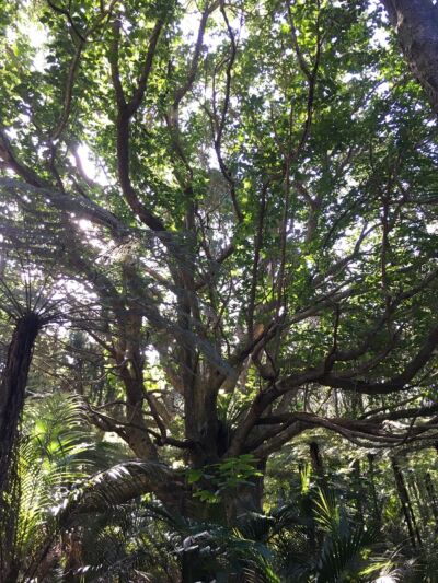 Vitex Lucens - Puriri - Black Bridge Nurseries