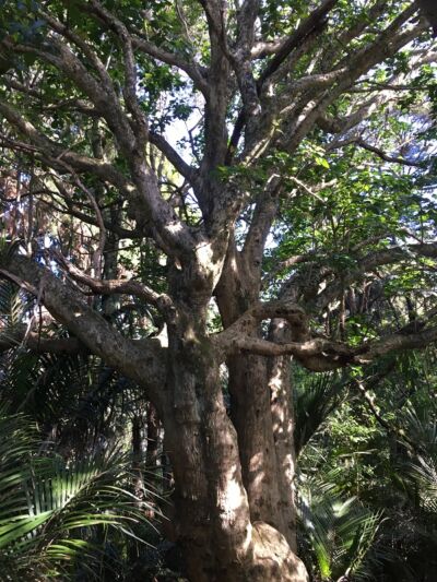 Vitex Lucens - Puriri - Black Bridge Nurseries