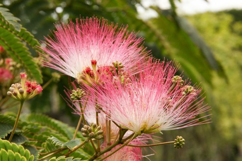 Albizia julibrissin - Silk Tree - Black Bridge Nurseries