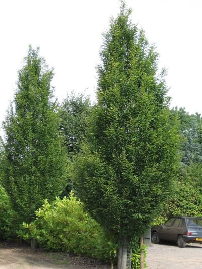 Carpinus betulus fastigiata - Upright Hornbeam - Black Bridge Nurseries