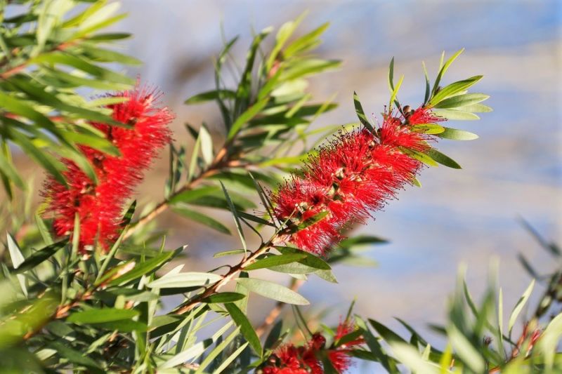 Callistemon Red Cluster - Bottlebrush - Black Bridge Nurseries