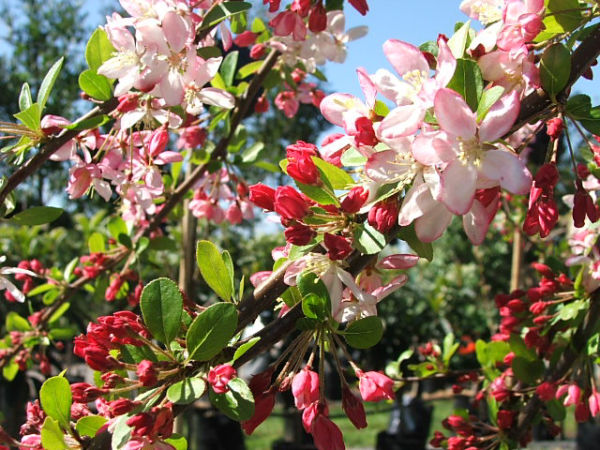 Malus floribunda - Japanese Crabapple - Black Bridge Nurseries