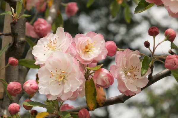 Malus Ioensis Plena - Bechtel Crabapple - Black Bridge Nurseries