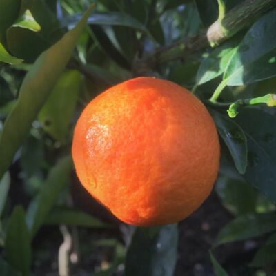 Mandarin Clementine