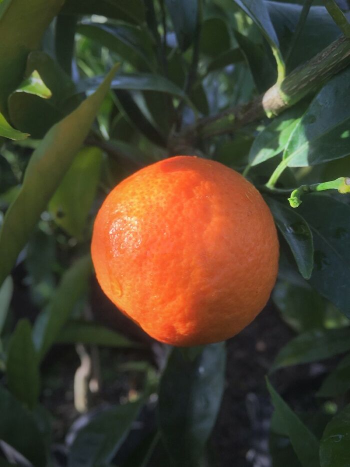 Mandarin Clementine