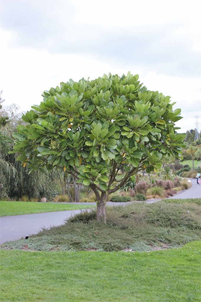 Meryta sinclairii - Puka - Black Bridge Nurseries