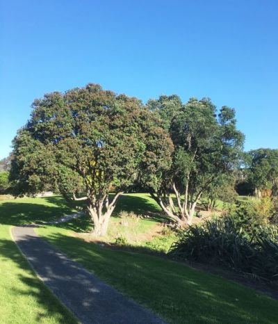 Metrosideros excelsa - Pohutukawa - Black Bridge Nurseries