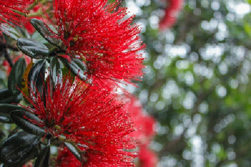 Metrosideros excelsa Maori princess - Pohutukawa - Black Bridge Nurseries