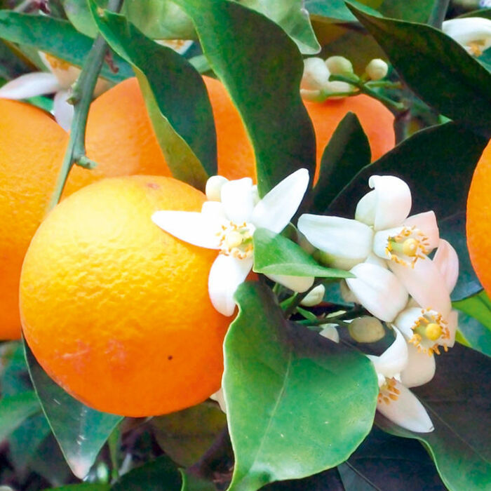 Orange - Citrus sinensis - Image 3