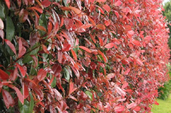 Photinia Red Robin - Red Robin - Black Bridge Nurseries