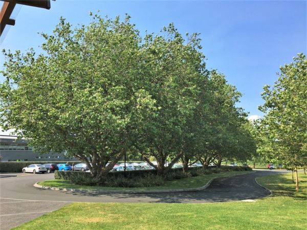 Platanus x acerifolia - London Plane - Black Bridge Nurseries