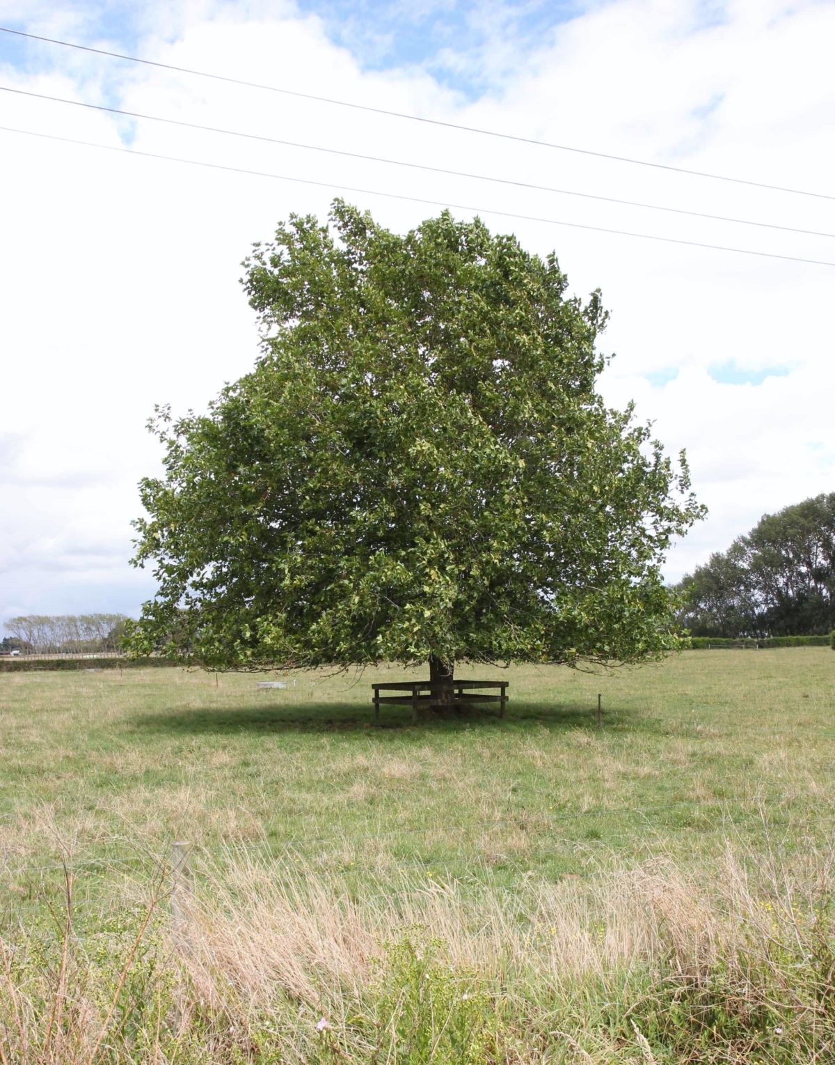 Platanus x acerifolia - London Plane - Black Bridge Nurseries