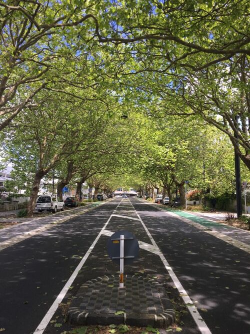 Platanus x acerifolia - London Plane