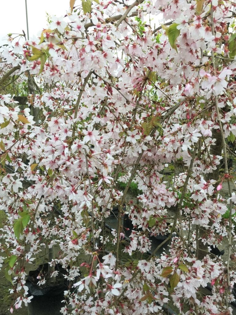 Prunus subhirtella Falling Snow - White weeping cherry - Black Bridge ...