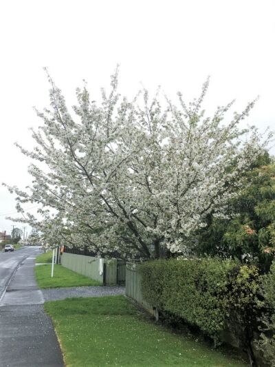 Prunus Serrulata Shirotae Mt Fuji Cherry Black Bridge Nurseries 4669