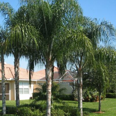 Fraxinus griffithii - Evergreen ash - Black Bridge Nurseries