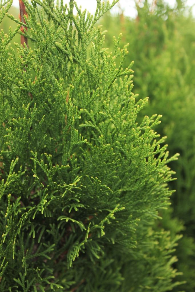 Thuja Occidentalis Smaragd - Black Bridge Nurseries