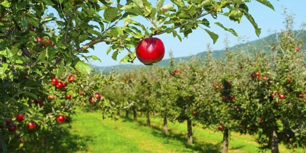 Specimen Tree Nursery | Black Bridge Nurseries NZ