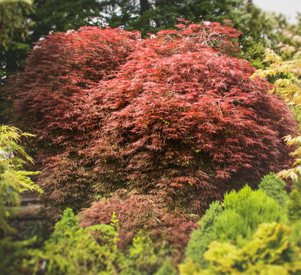 Acer 'palmatum'. Dissectum syn Atropurpurea - Black Bridge Nurseries