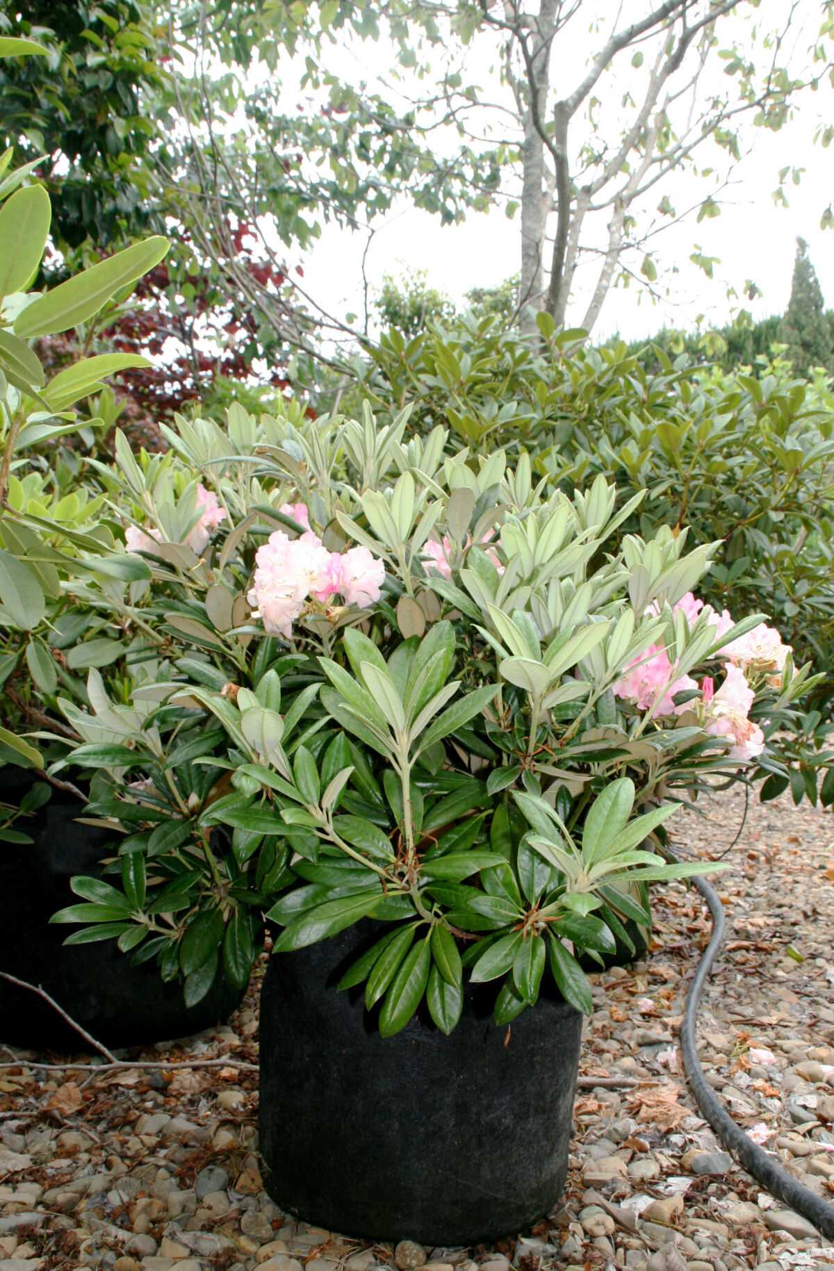 Rhododendron Forever Young - Black Bridge Nurseries