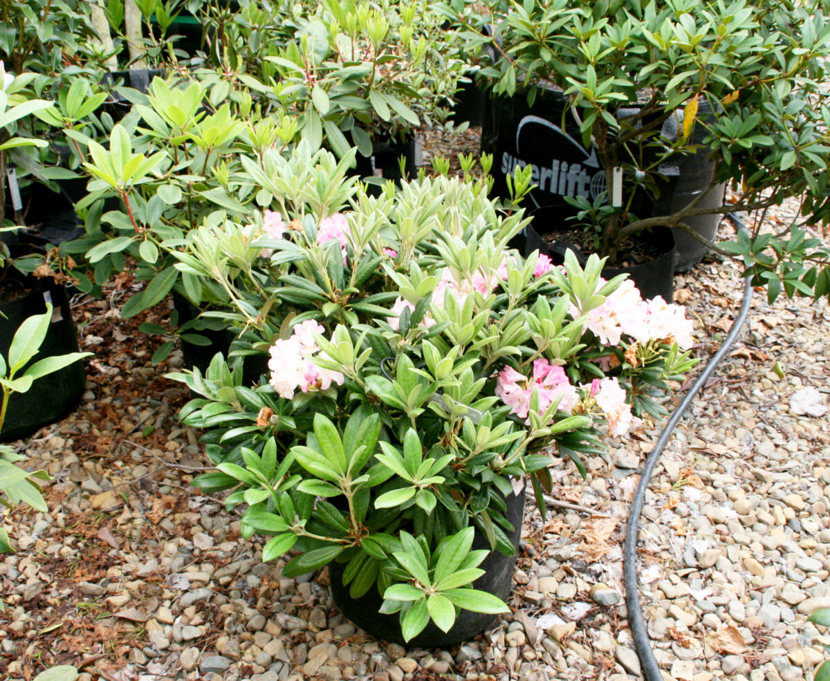 Rhododendron Forever Young - Black Bridge Nurseries