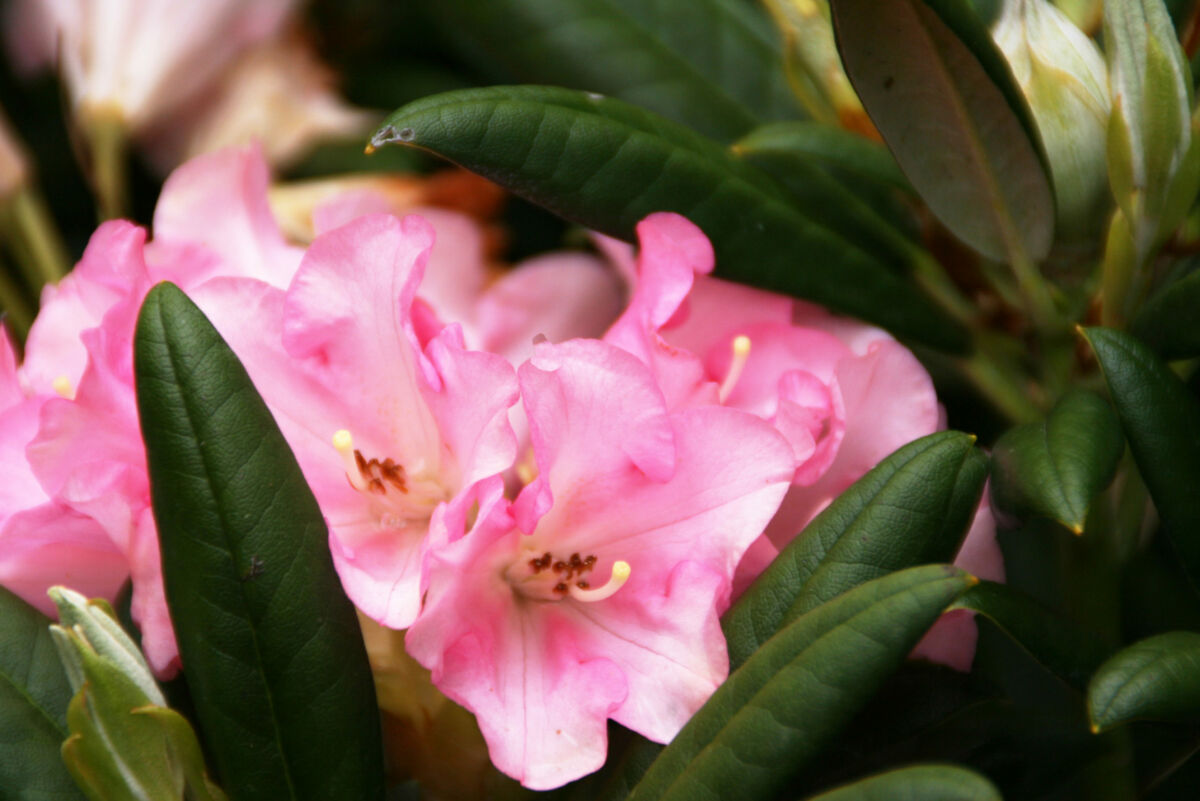 Rhododendron Forever Young - Black Bridge Nurseries