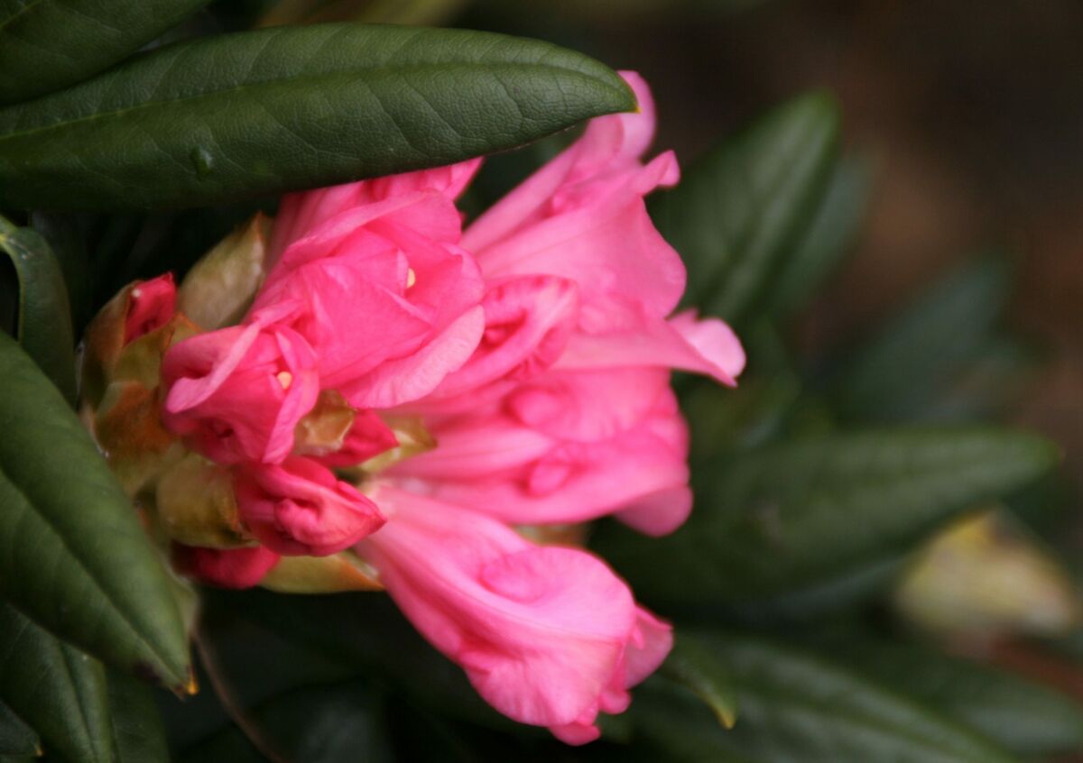 Rhododendron Forever Young - Black Bridge Nurseries