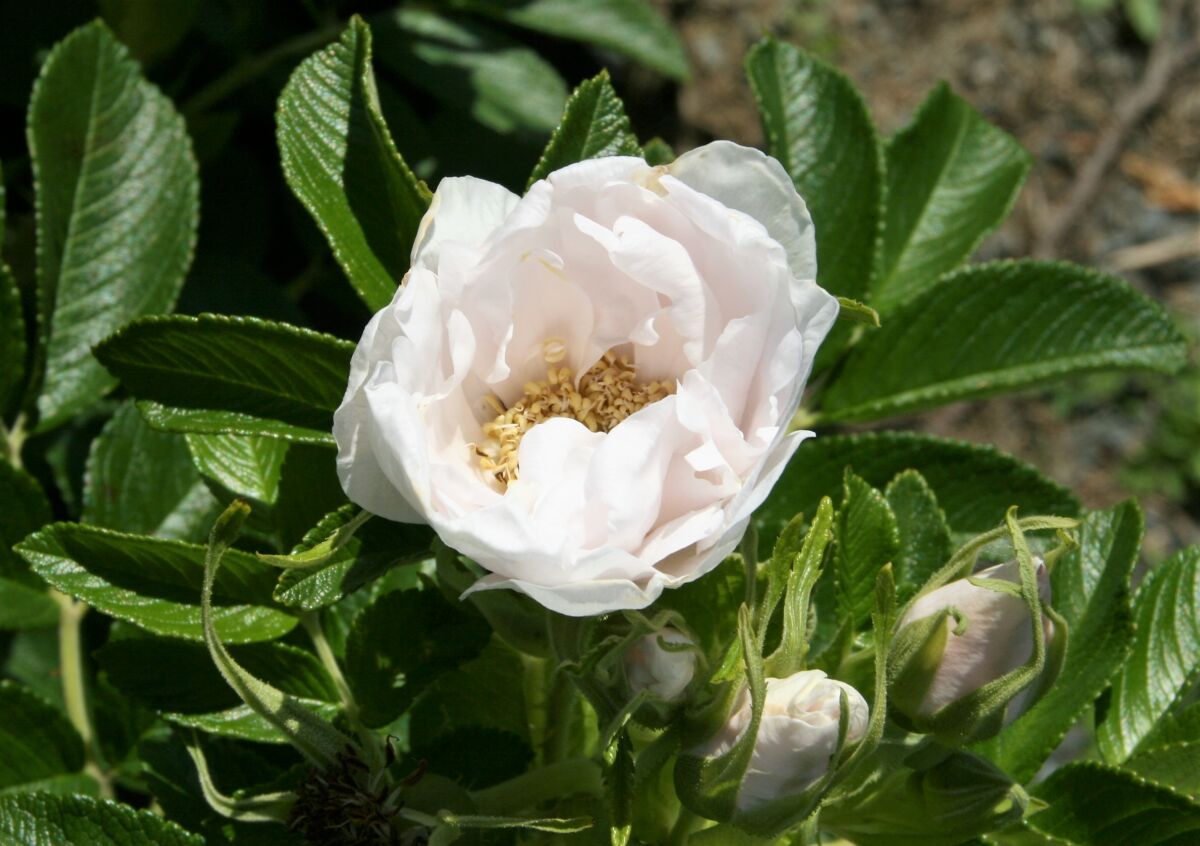 Rosa Rugosa - Black Bridge Nurseries