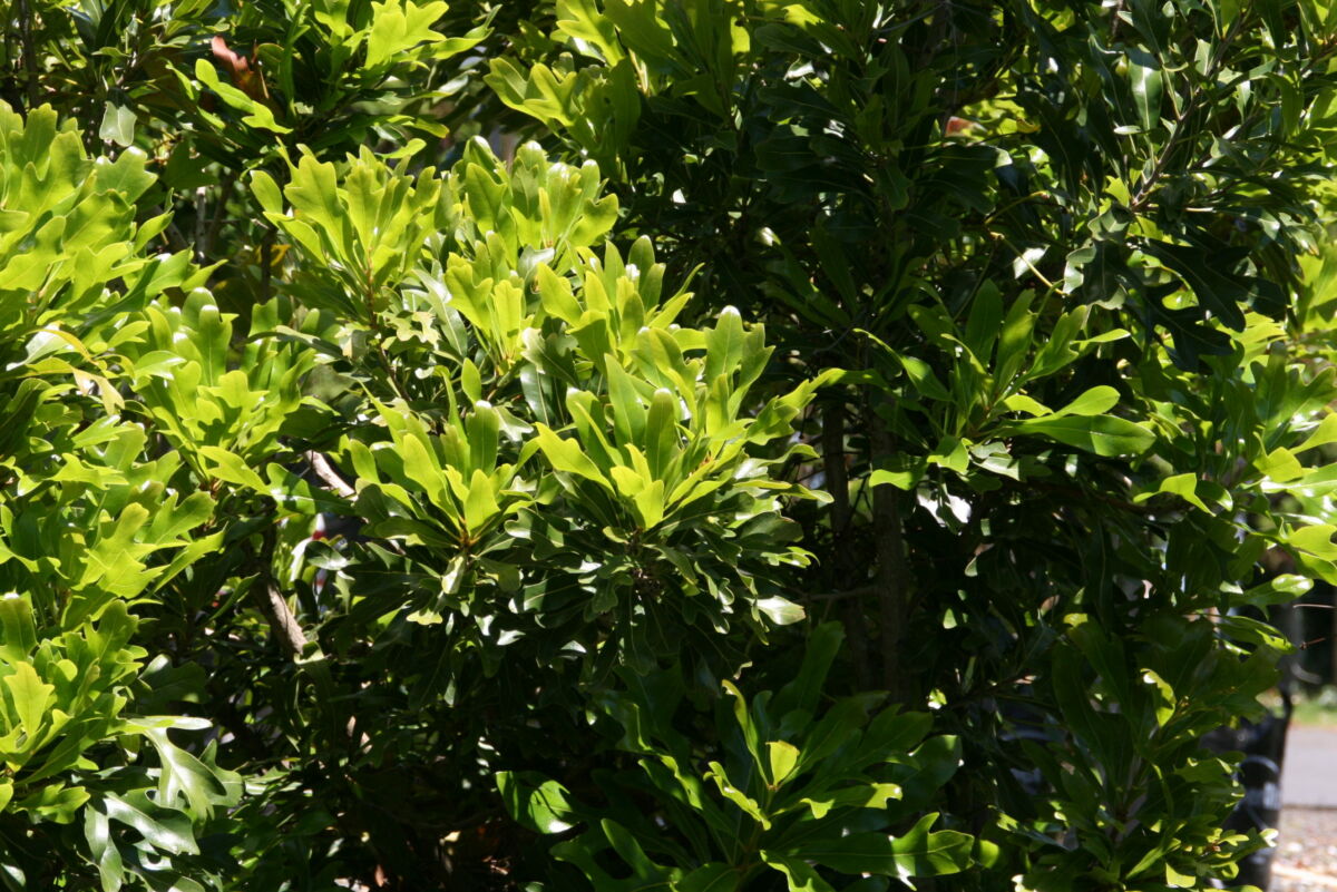 Stenocarpus 'sinuatus' - Black Bridge Nurseries