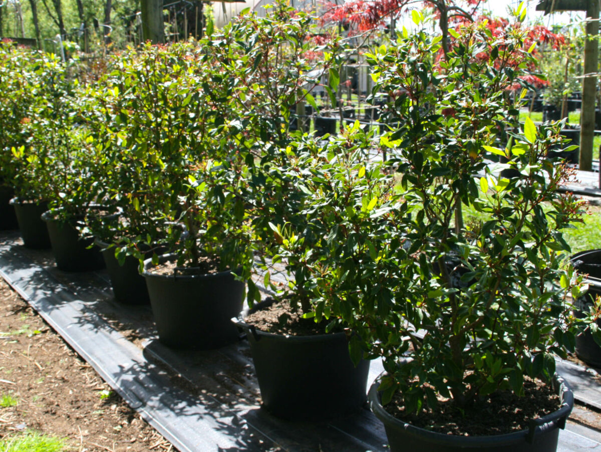 Viburnum 'tinus'. Eves Price - Black Bridge Nurseries